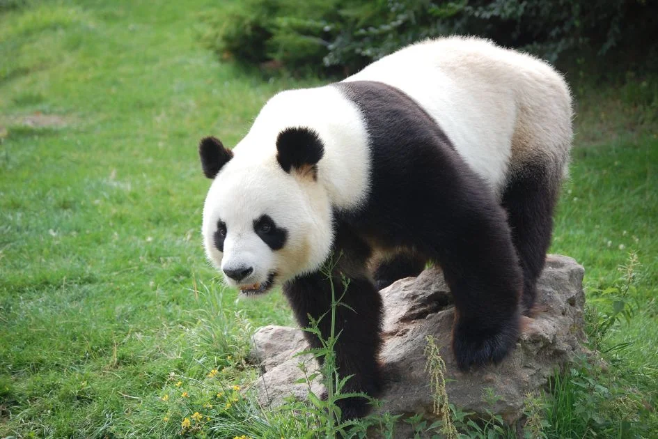 Panda (Ailuropeda melanoleuca)