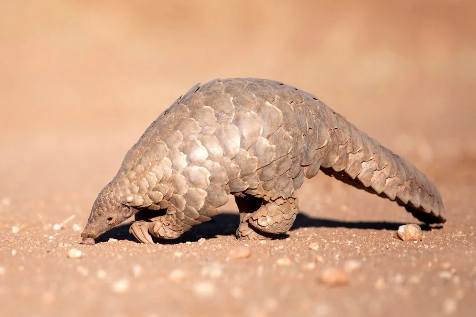 Pangolin Searching for Ants