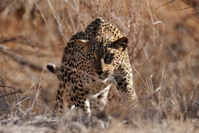 Panther (Panthera onca) in Natural Habitat