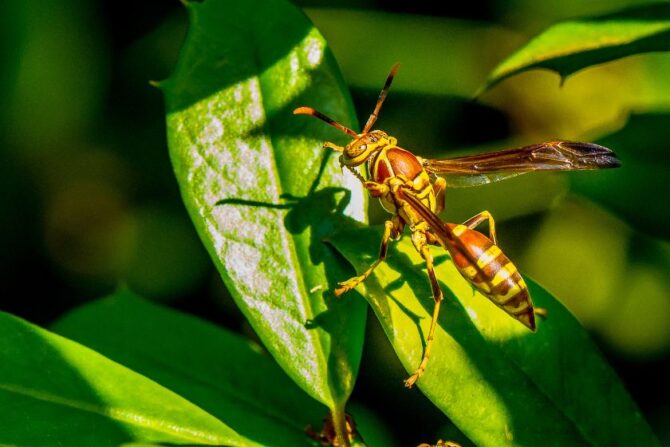 Paper Wasp (Polistes gallicus) on Leaf Looking for Prey
