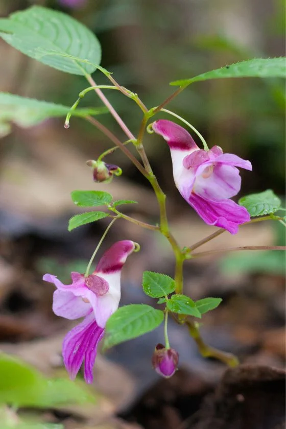 Parrot Flower (Impatiens psittacina)