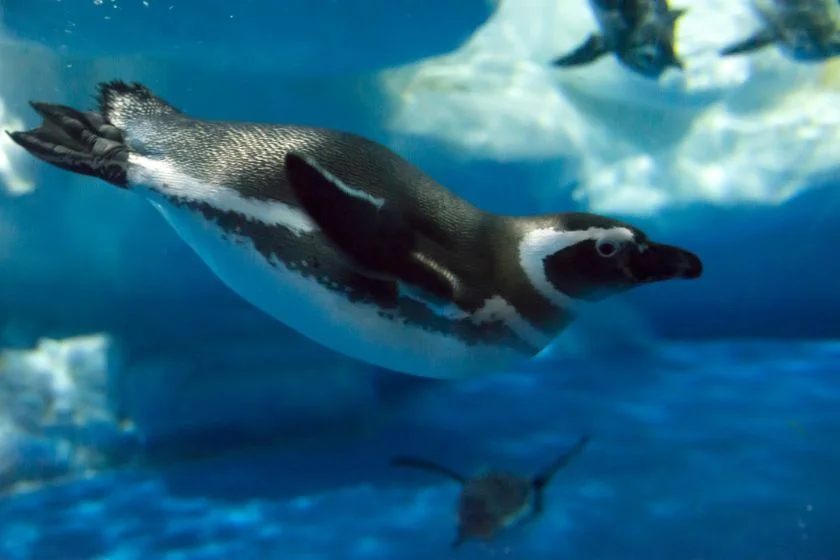 Penguin Swimming Underwater