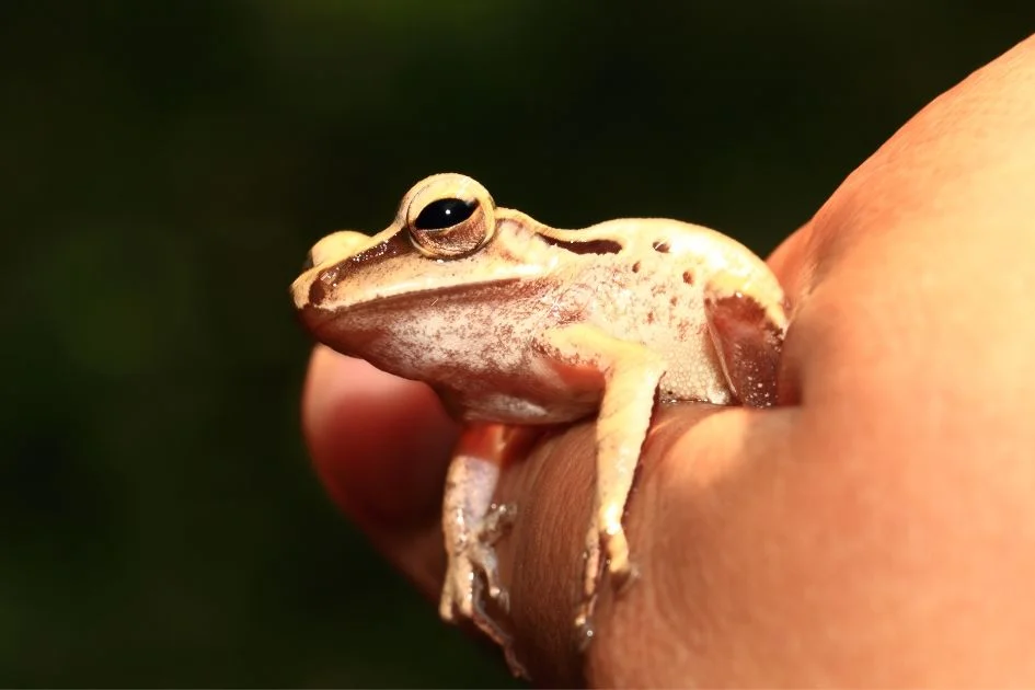Person Holding a Small Frog Close Up