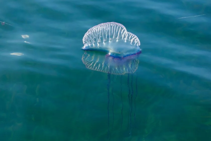 Portuguese Man o' War (Physalia physalis)