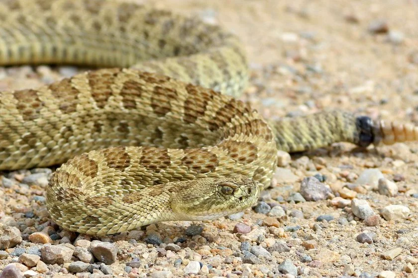 Prairie Rattlesnake (Crotalus viridis)