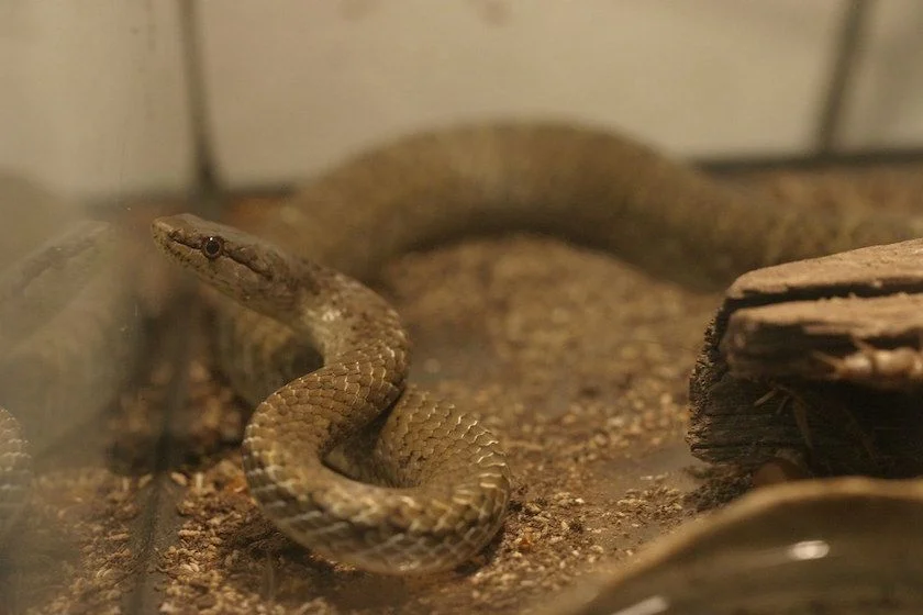 Puerto Rican Racer Snake (Borikenophis portoricensis)