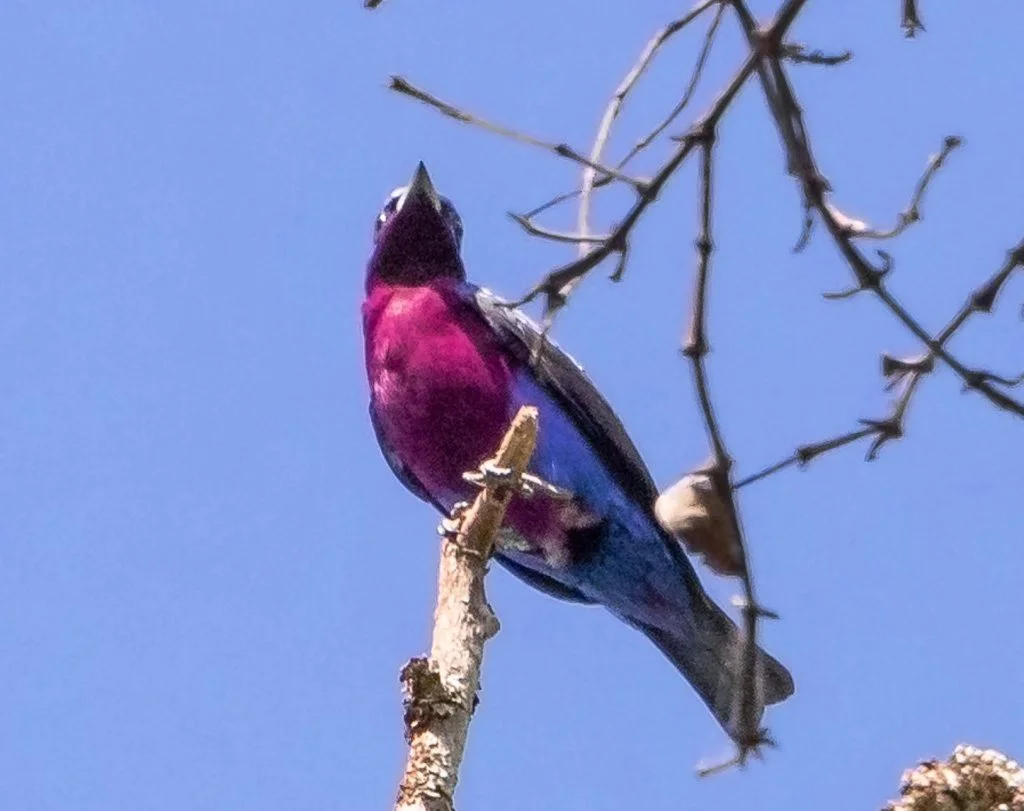 Purple-breasted Cotinga (Cotinga cotinga)