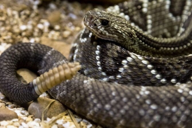 Rattlesnake (Crotalinae)