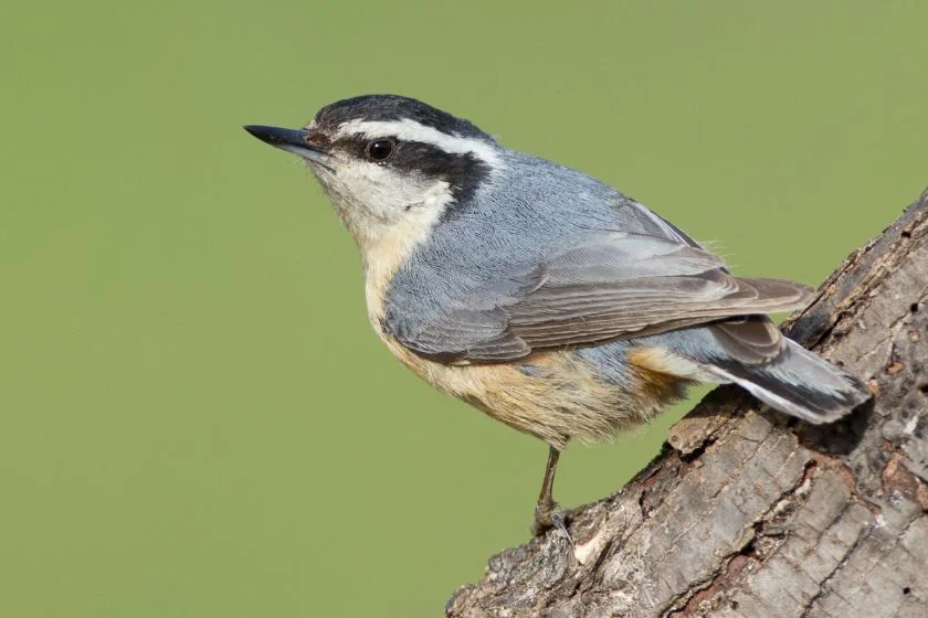 Red-breasted Nuthatch (Sitta canadensis)