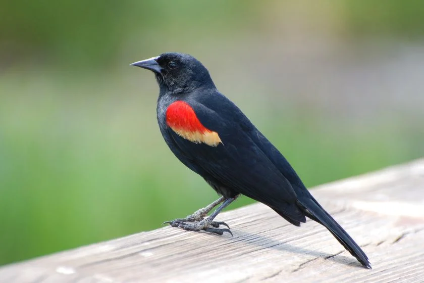 Red-winged Blackbird (Agelaius phoeniceus)