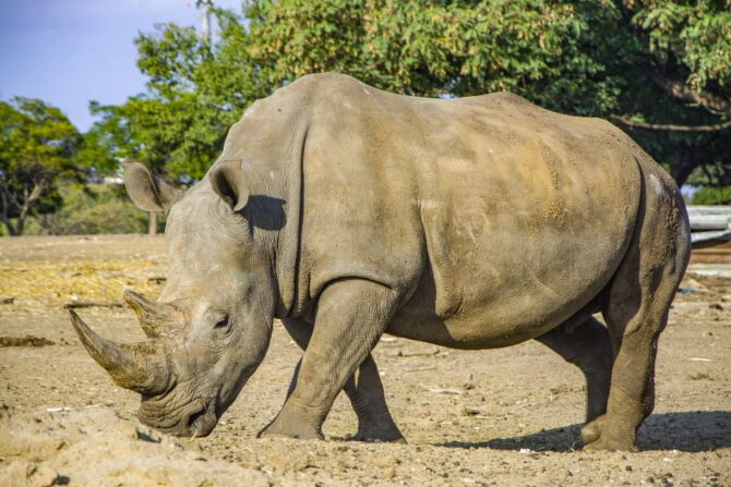 Rhinoceros (Rhinocerotidae)