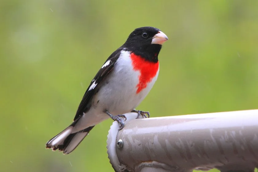 Rose-breasted Grosbeak (Pheucticus ludovicianus)