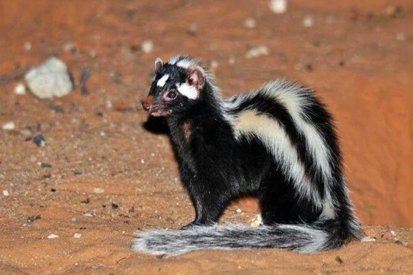 Saharan Striped Polecat (Ictoynx libycus)