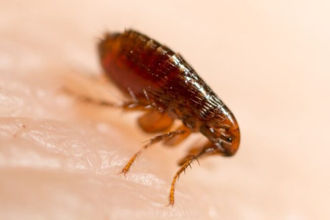 Sand flea (Tunga penetran) Macro View on Human Skin