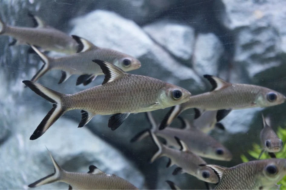 School of Bala Sharks Swimming in Aquarium