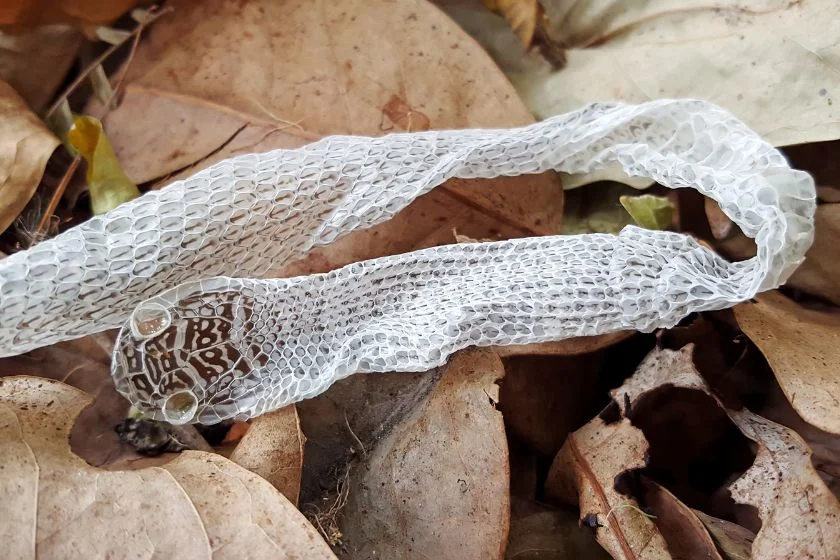 Shedded Snake Skin on Dry Leaf
