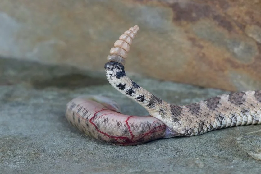 Sidewinder Rattlesnake Giving Live Birth