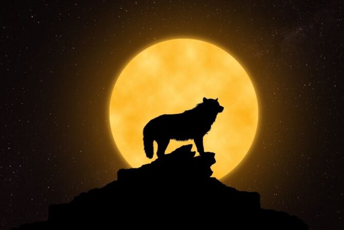 Silhouette of Wolf with Moonlight at Night on Rock