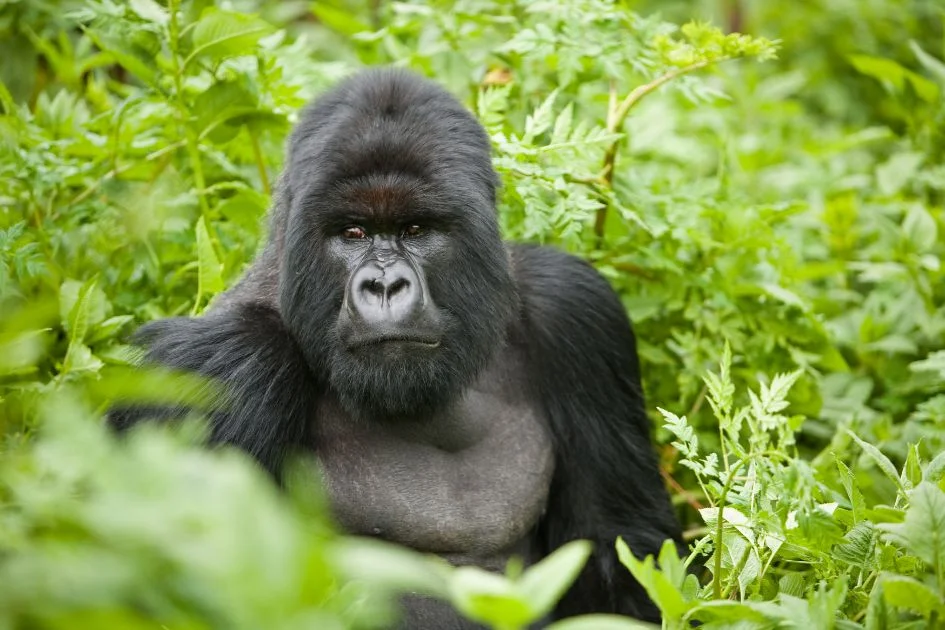 Silverback Mountain Gorilla