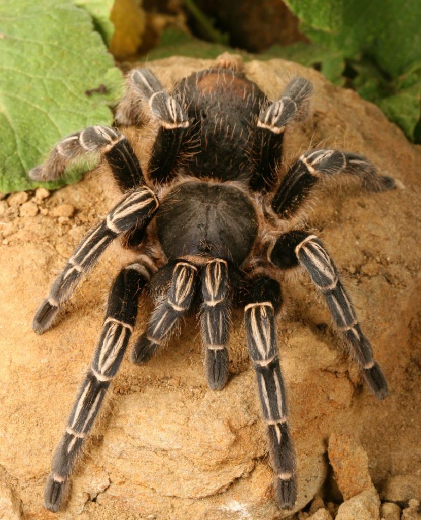 Close View of Skeleton Tarantula (Ephebopus murinus)