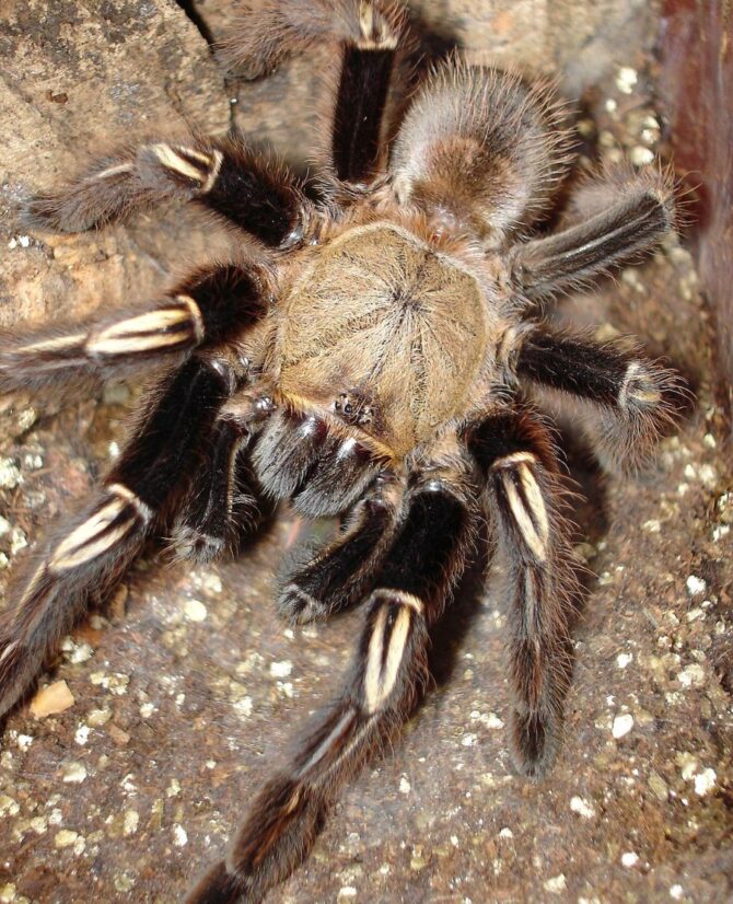 Skeleton Tarantula Care Guide 101 (Ephebopus murinus)