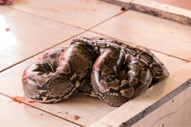 Snake Meat at Market