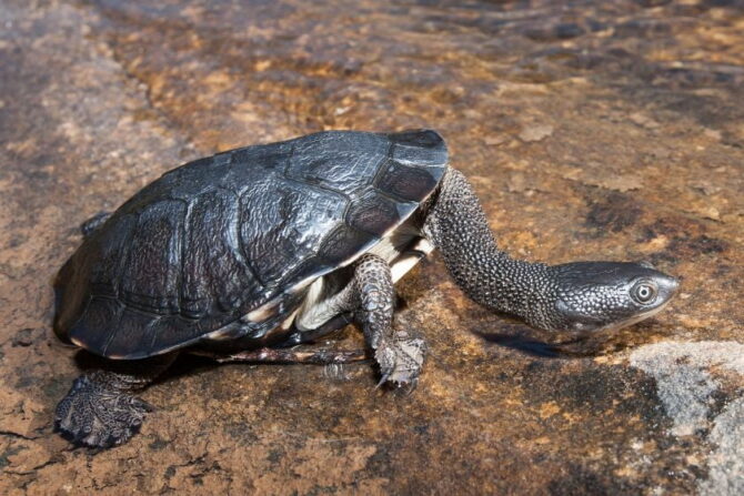 Snake-necked turtles (Chelodina)