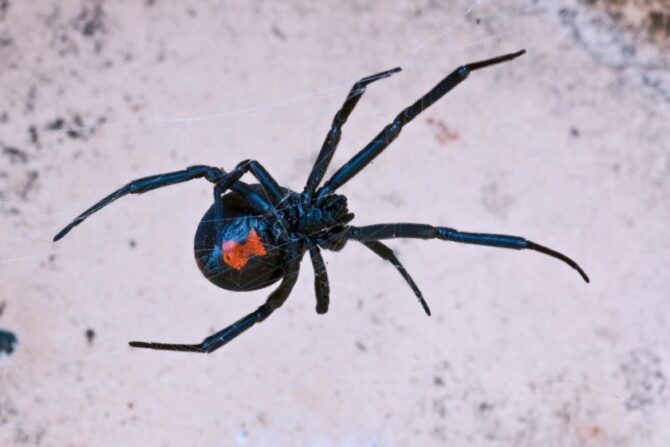 Southern Black Widow Spider on Web