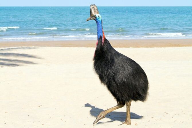 Southern Cassowary (Casuarius casuarius)