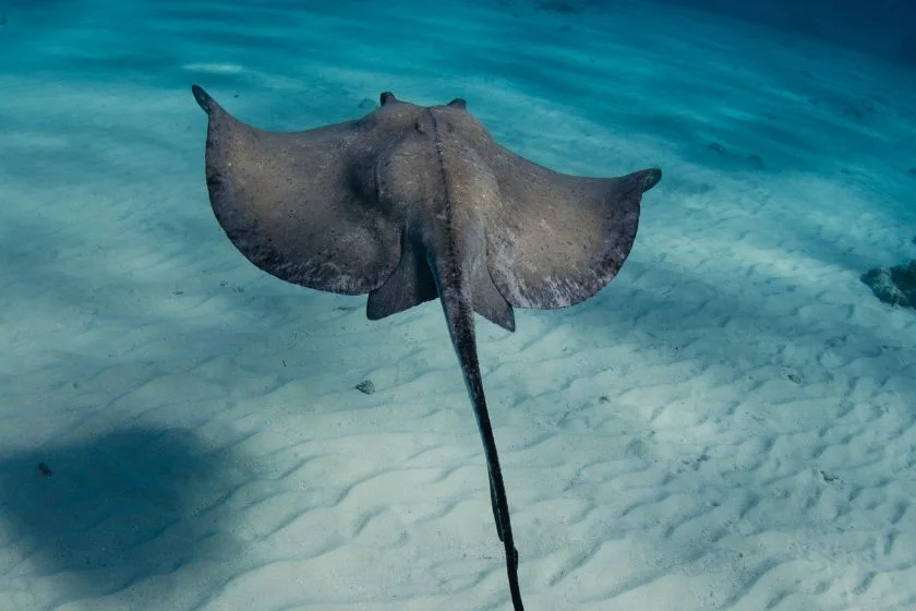 Southern Stingray (Hypanus americanus)