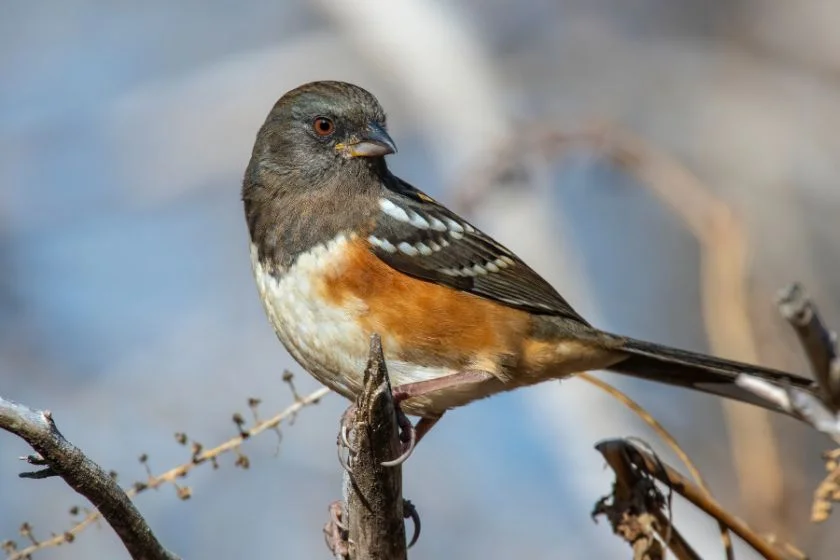 Spotted Towhee (Pipilo maculatus)