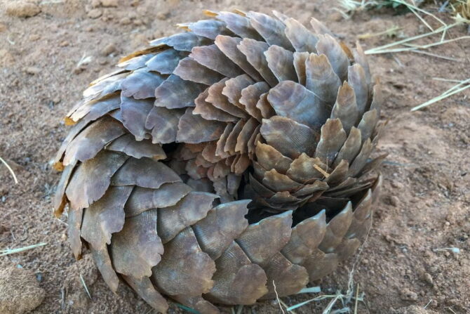 Temminck's ground pangolin (Smutsia temminckii) Curled Up