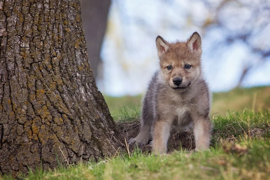 Timber Wolf Pup Sitting Next to a Tree