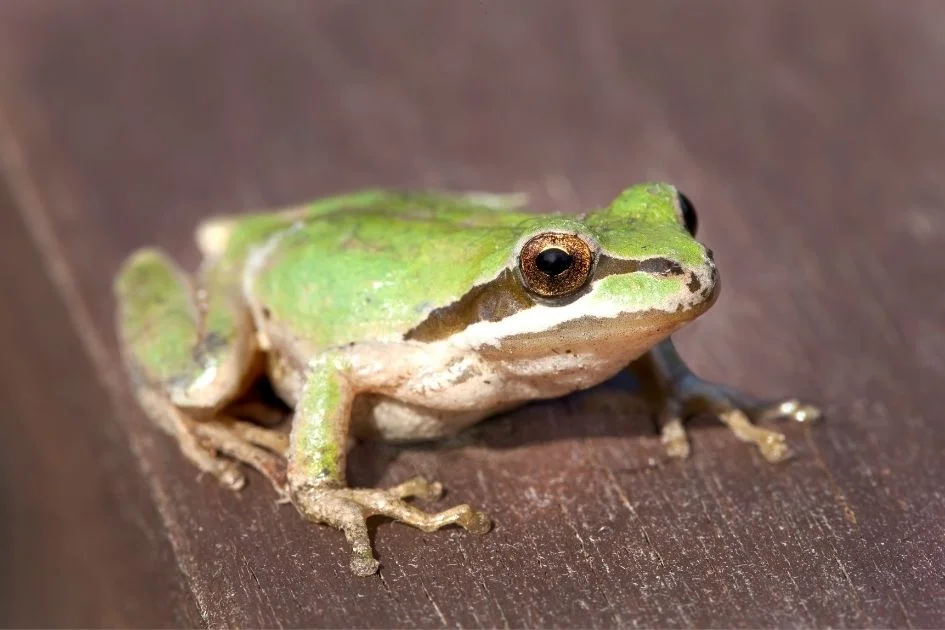 Tree Frog on Floor