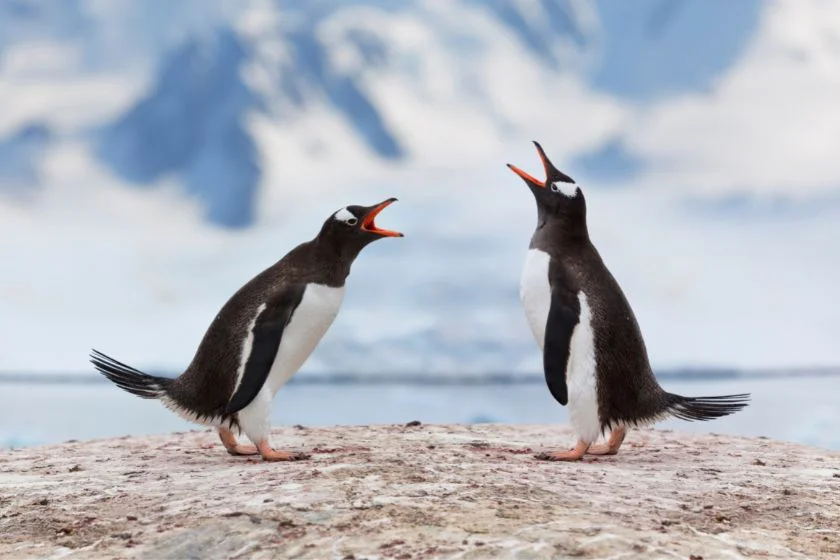 Two Antarctica Gentoo Penguins Fighting