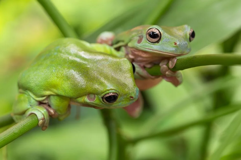 Two Australian Green Tree Frogs on a Leaf