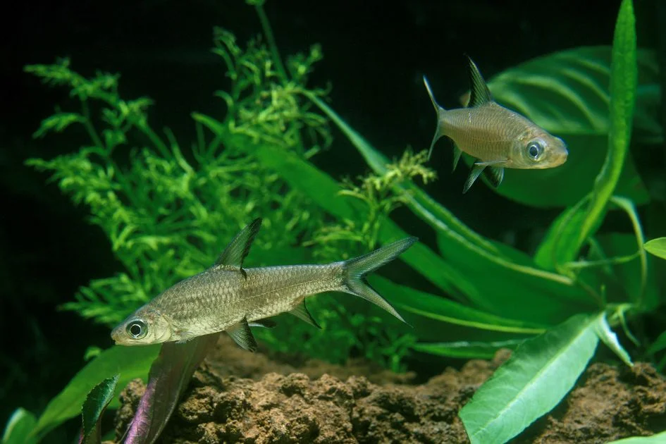 Two Bala Sharks Swimming in Freshwater Aquarium