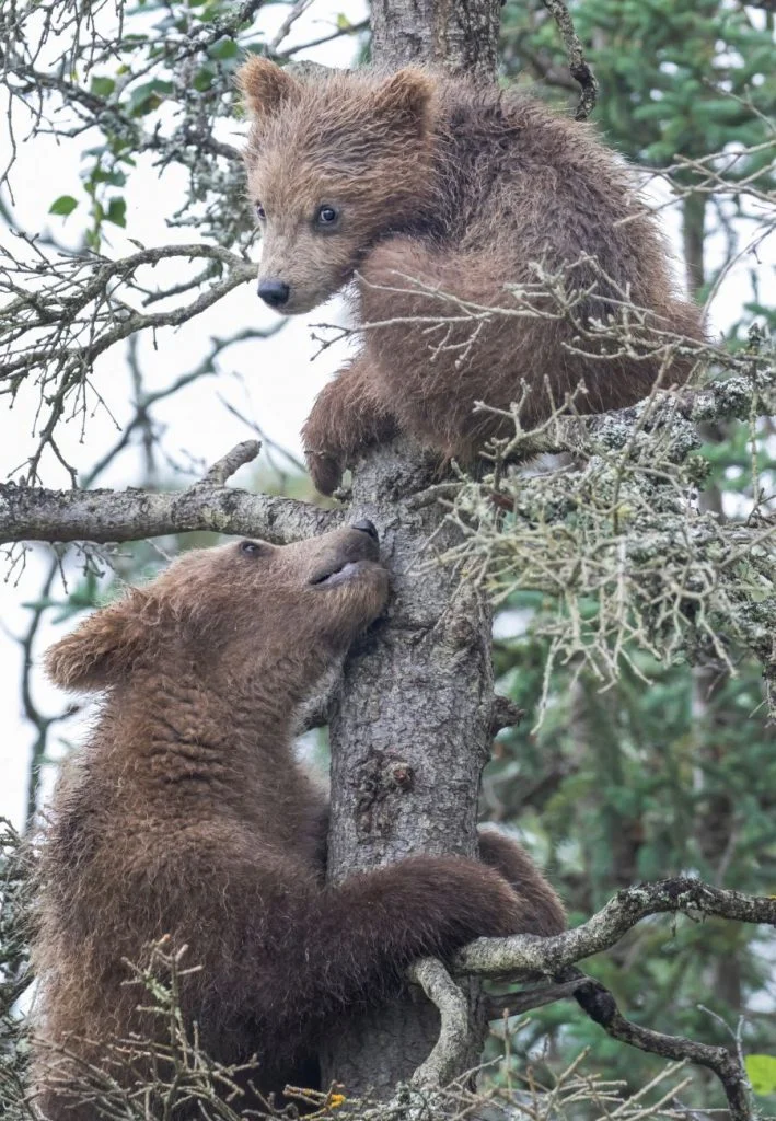 Two Grizzly Bear Cubs on Tree