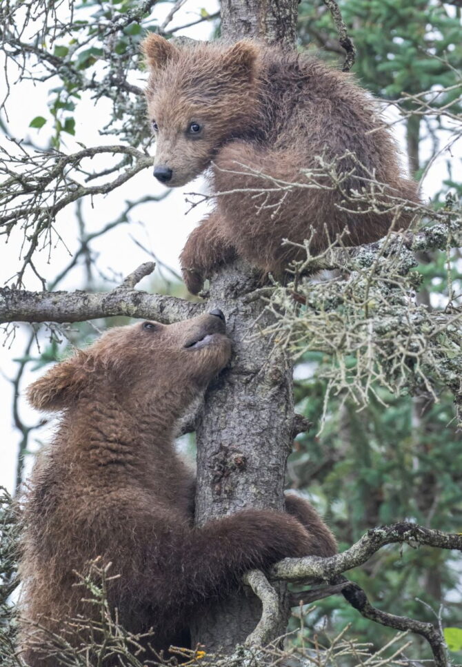 Can Grizzly Bears Climb Trees? (How Fast & How High?)