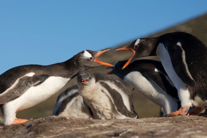 Two Penguins Fighting and Squawking at One Another
