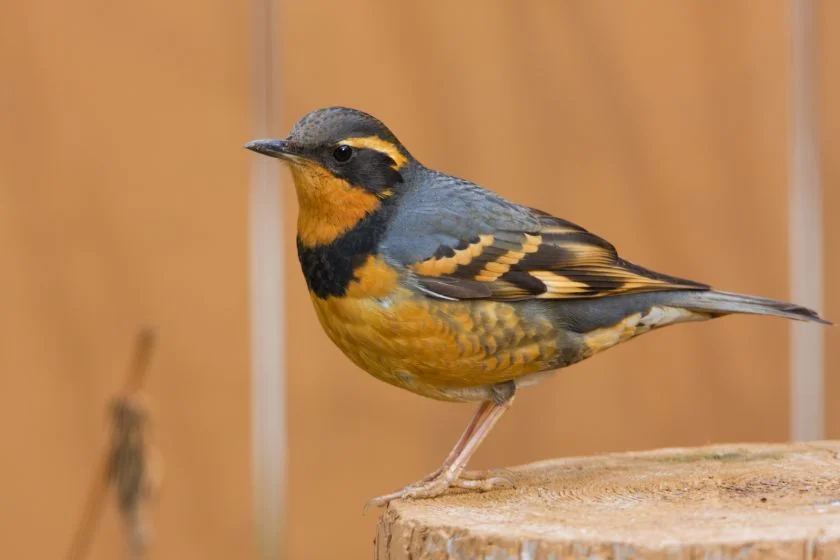 Varied Thrush (Ixoreus naevius)