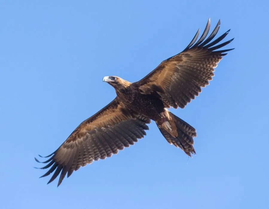Wedge-tailed Eagle in Flight (Aquila audax)