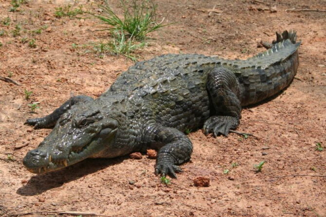 West African Crocodile (Crocodylus suchus)