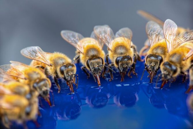 Western Honey Bees (Apia mellifera) Drinking Water