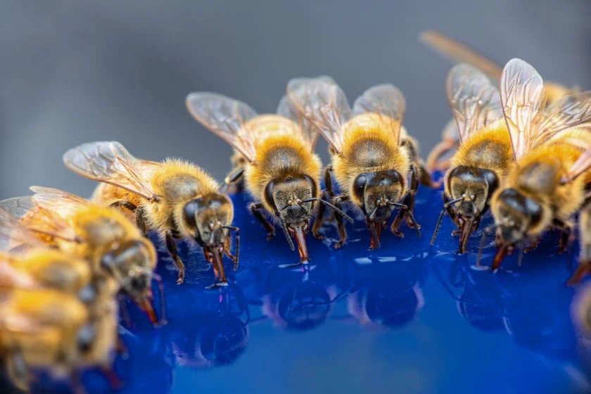 Western Honey Bees (Apia mellifera) Drinking Water