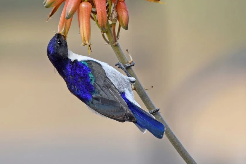 Western Violet-backed Sunbird (Anthreptes longuemarei)