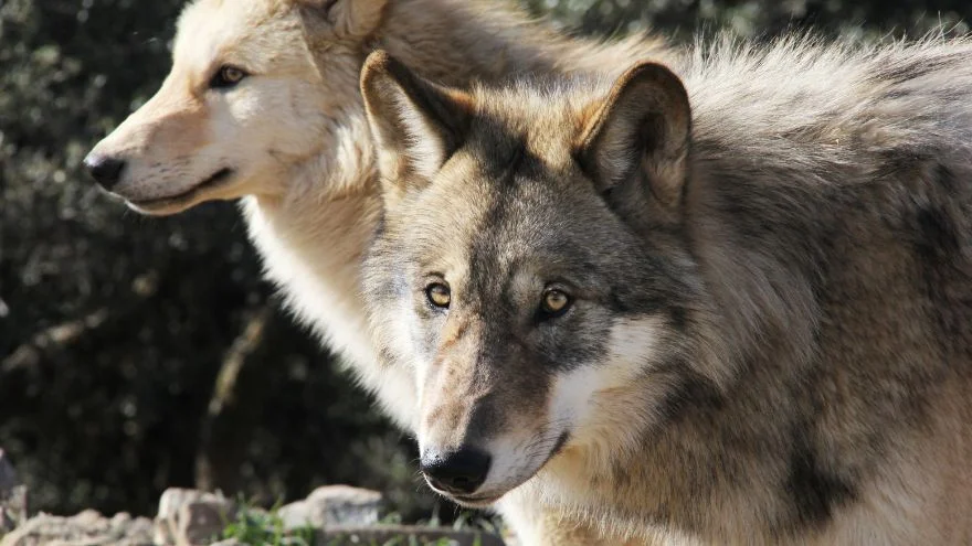 What Colors Can Wolves Be 7 Common & Rare Wolf Colors