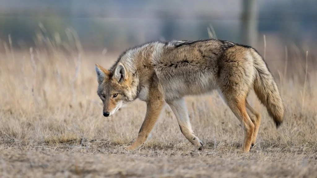 What Eats Coyotes (Coyote Predators With Pictures)