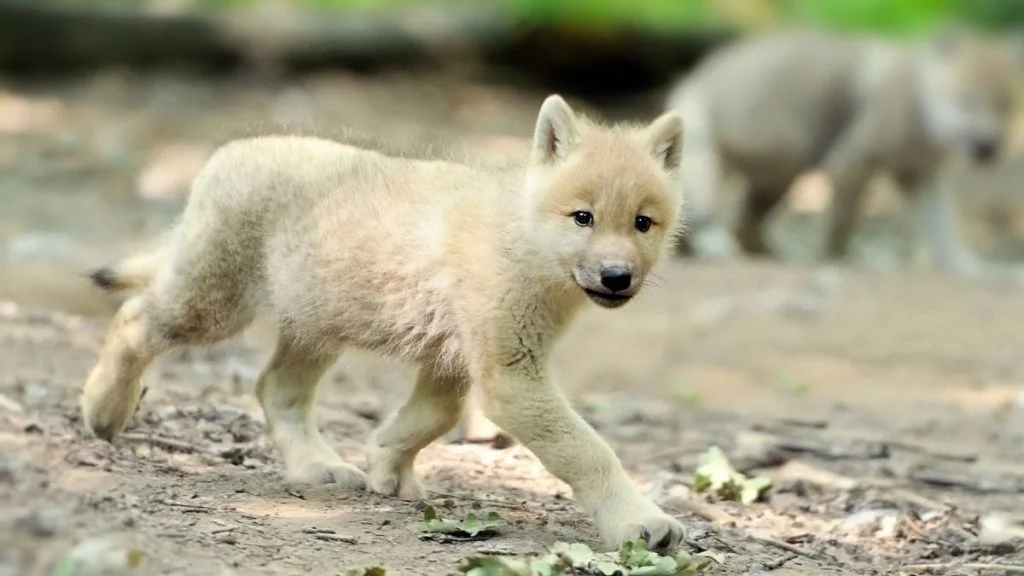 What Is A Baby Wolf Called Is A Wolf A Cub Or Pup