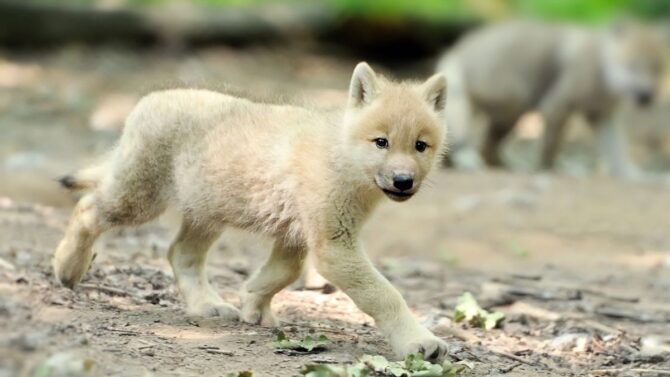 What Is A Baby Wolf Called? Is A Wolf A Cub Or Pup?
